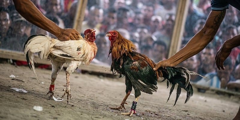 Đá gà cựa dao